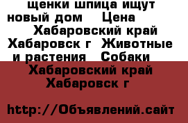 щенки шпица ищут новый дом! › Цена ­ 25 000 - Хабаровский край, Хабаровск г. Животные и растения » Собаки   . Хабаровский край,Хабаровск г.